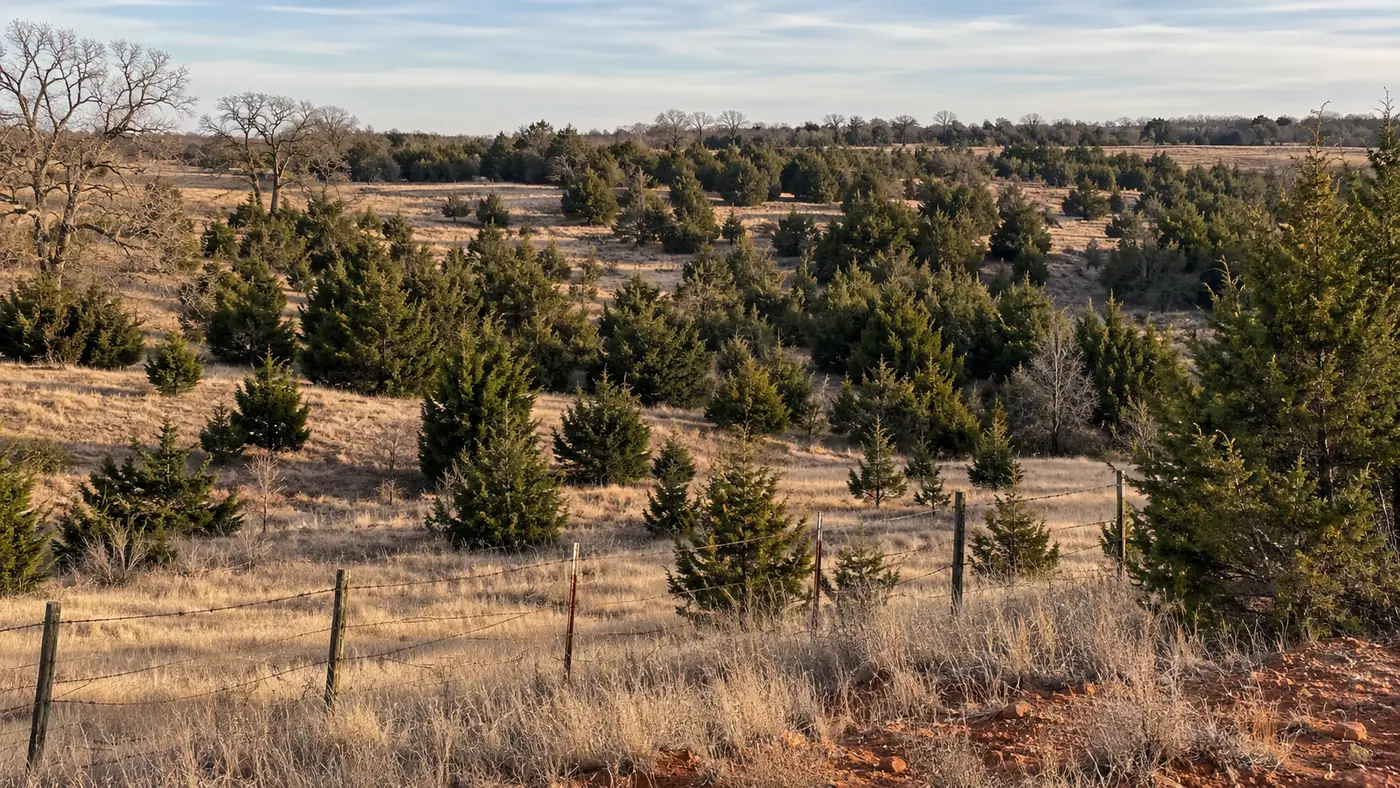 Pasture in central Oklahoma overgrown with eastern redcedar along a barbed wire fence